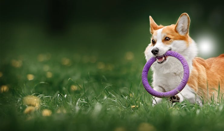 How to Train Your Corgi Dog to Fetch