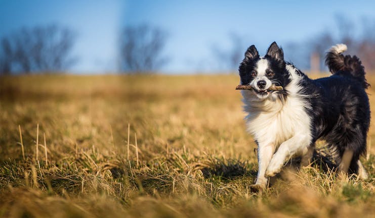 How to Train Your Collie Dog to Fetch