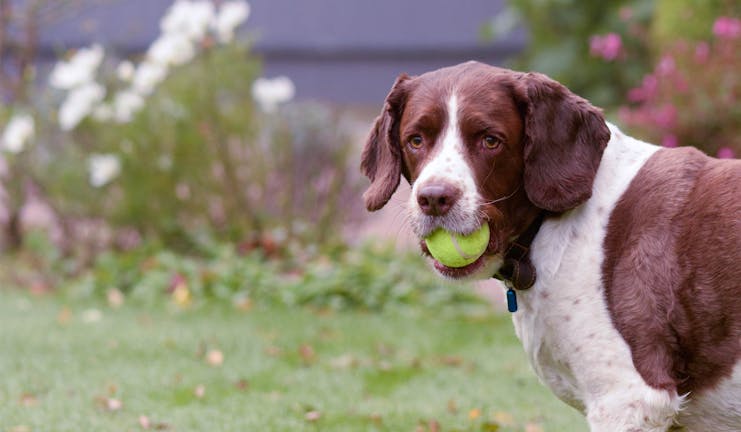 How to Train Your Small Dog to Fetch a Tennis Ball