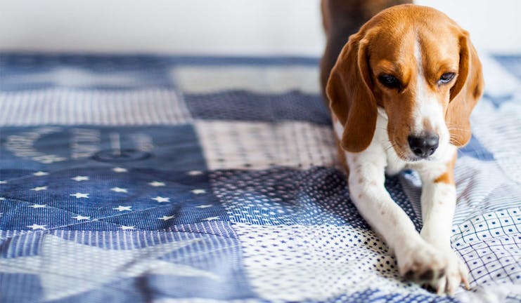 How to Train Your Beagle Dog to Find Bed Bugs