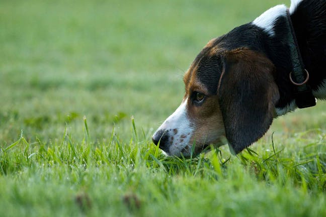 How to Train Your Dog to Find by Scent How to Train Your Dog to Find by Scent