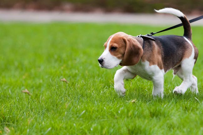 How to Train Your Dog to Find Ginseng How to Train Your Dog to Find Ginseng