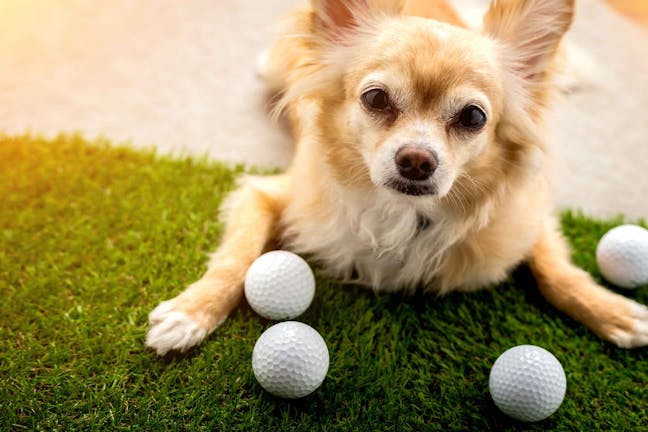 How to Train Your Dog to Find Golf Balls