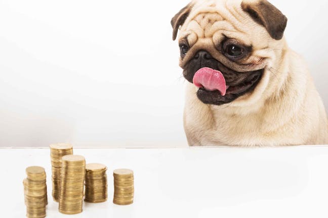 How to Train Your Dog to Find Money
