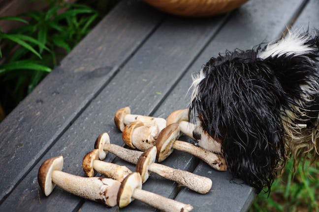 How to Train Your Dog to Find Morel Mushrooms
