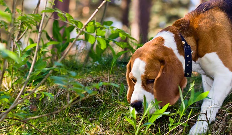How to Train Your Beagle Dog to Find Things