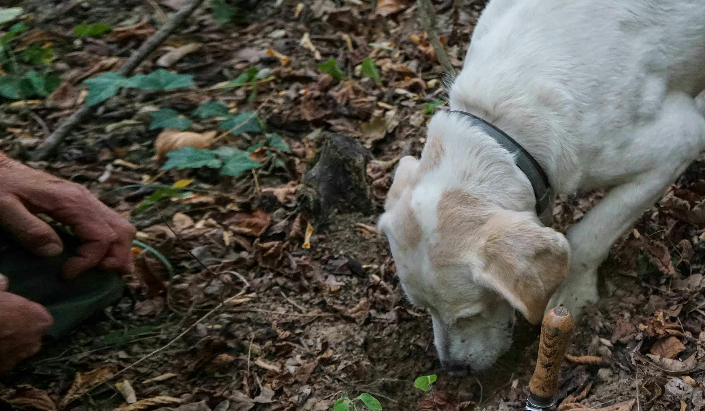 how to train dog to find truffles