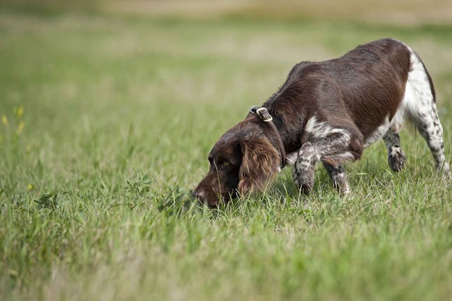 How to Train Your Dog to Find Truffles