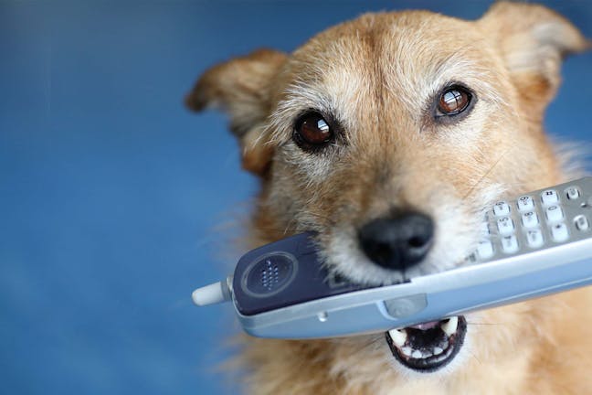 How to Train Your Dog to Find Your Cell Phone