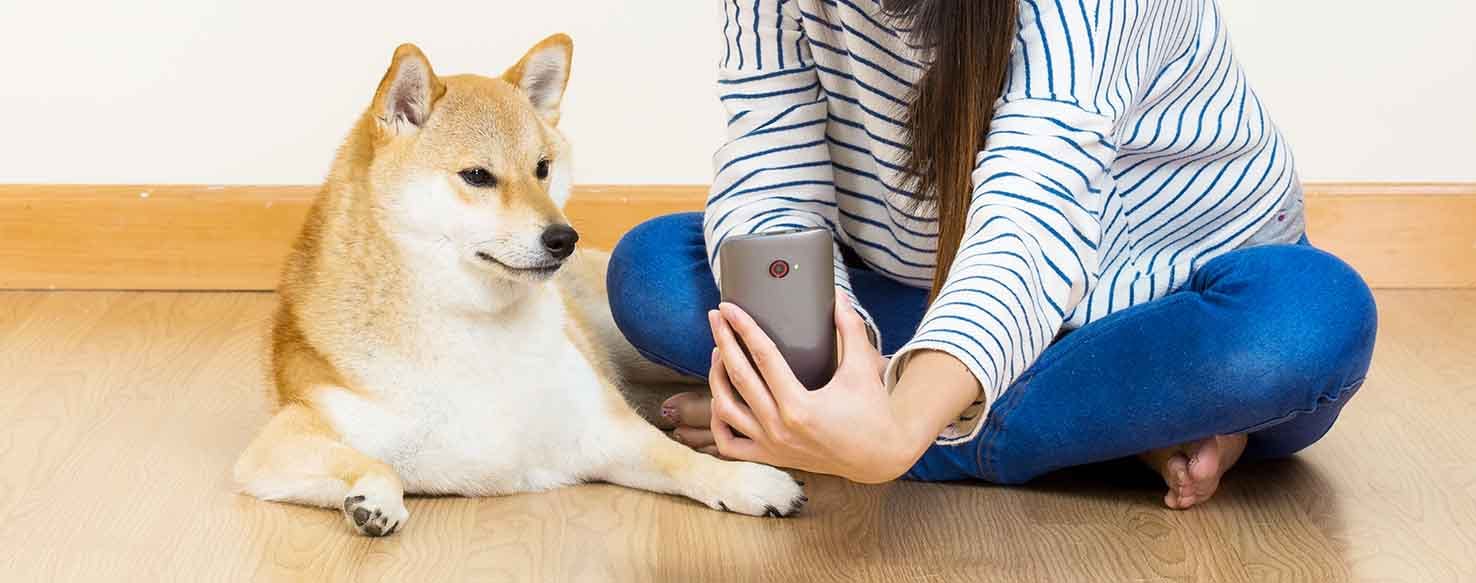 Fetch the Phone method for How to Train Your Dog to Find Your Cell Phone