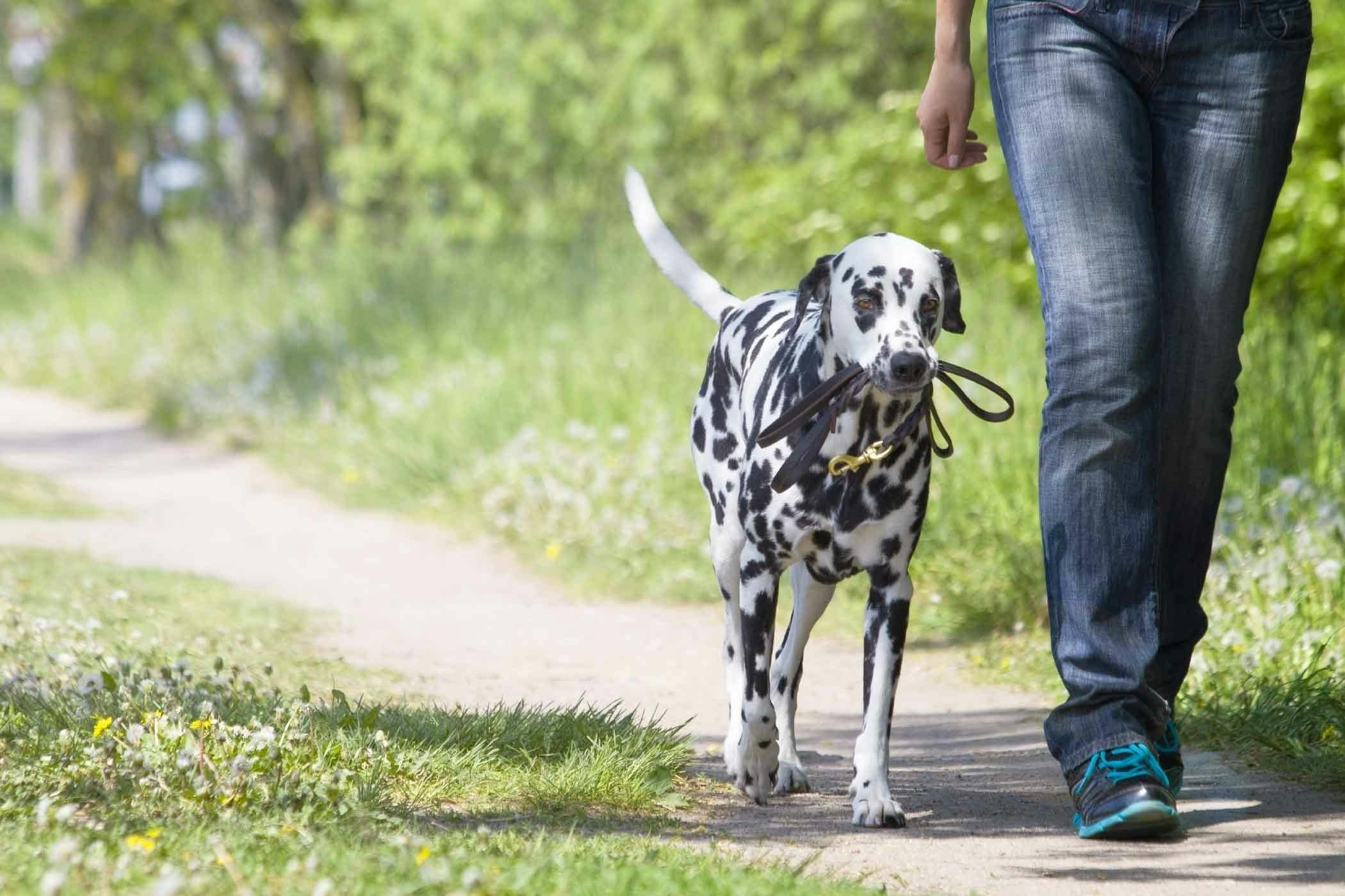 train your dog to walk without a leash