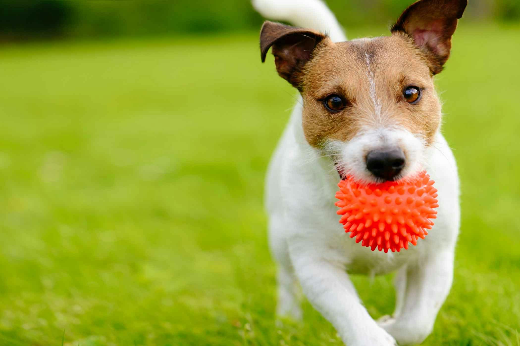How to Train Your Dog to Force Fetch | Wag!