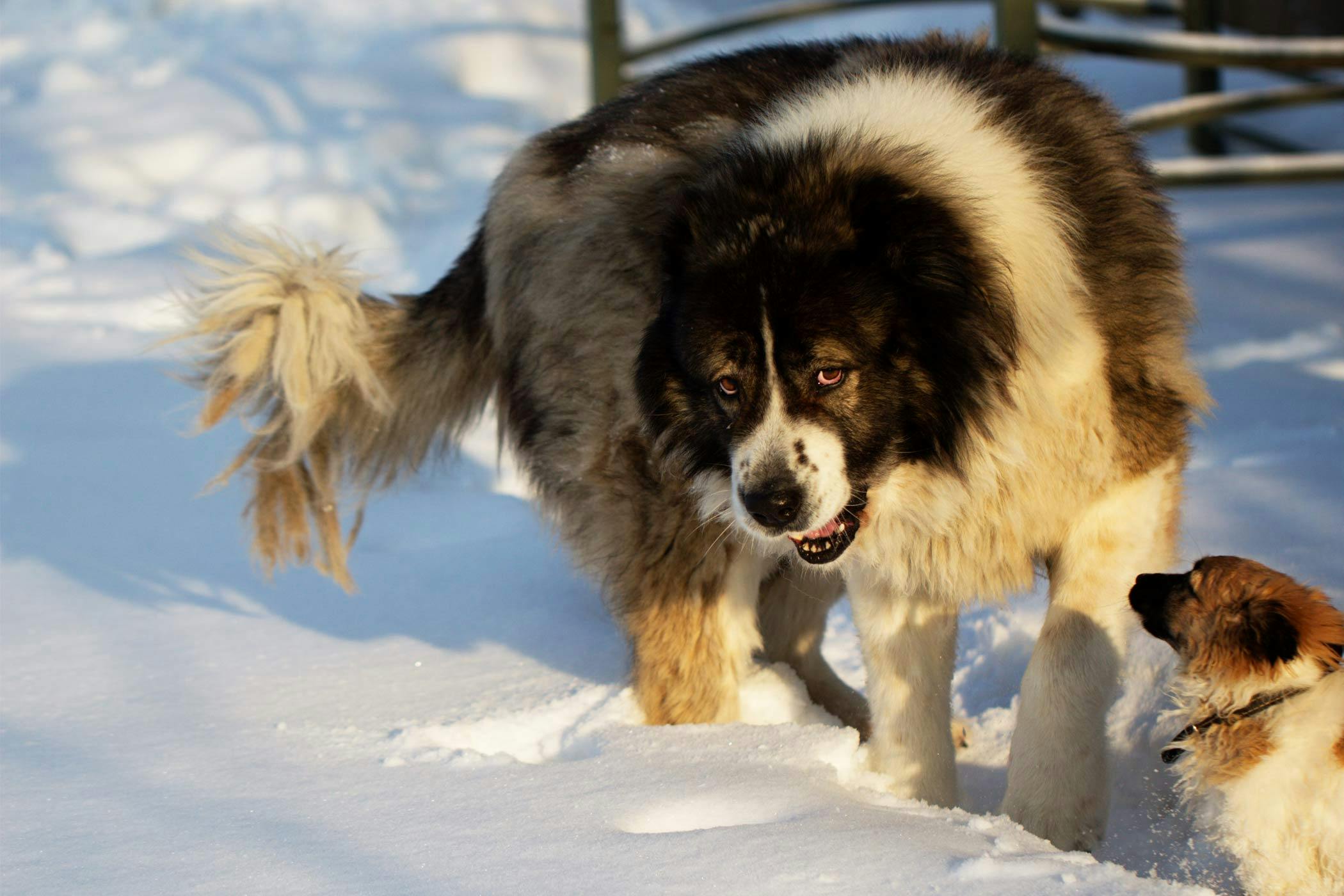 Introducing large breed puppy to store small dog