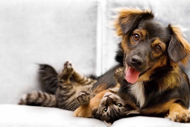 How to Train Your Dog to Get Along with Cats