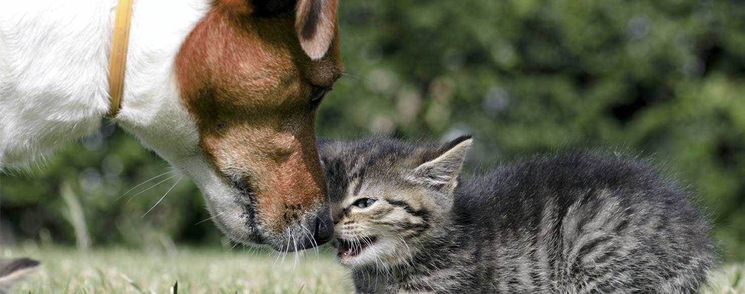 Beef Up Basic Training method for How to Train Your Dog to Get Along with Cats