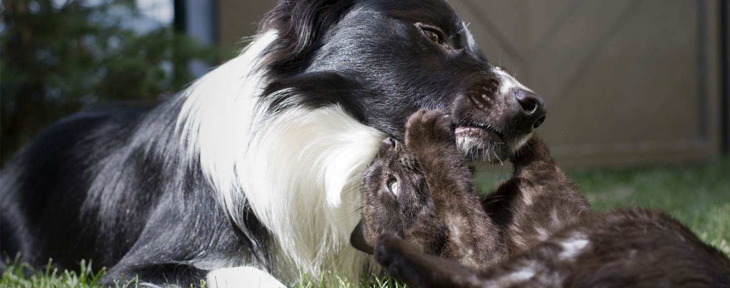 Add Crate Training method for How to Train Your Dog to Get Along with Cats