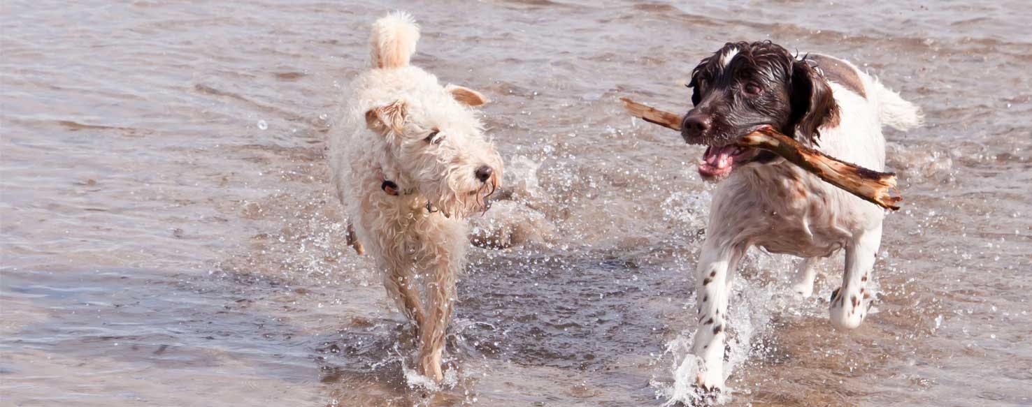 Teaching  to Give method for How to Train Your Dog to Get Along with Other Dogs