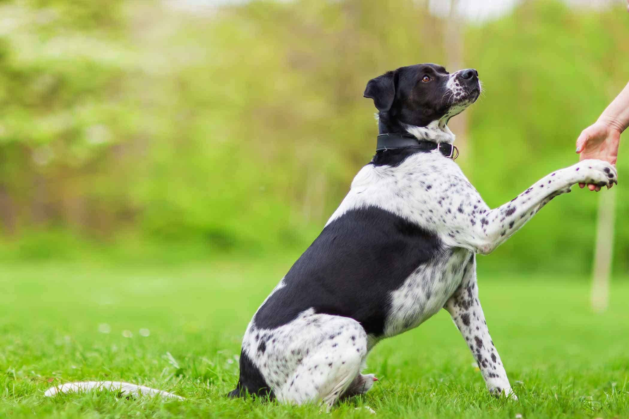 teaching puppy to give paw