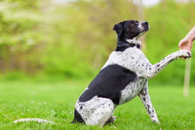 How to Train Your Dog to Give Paw