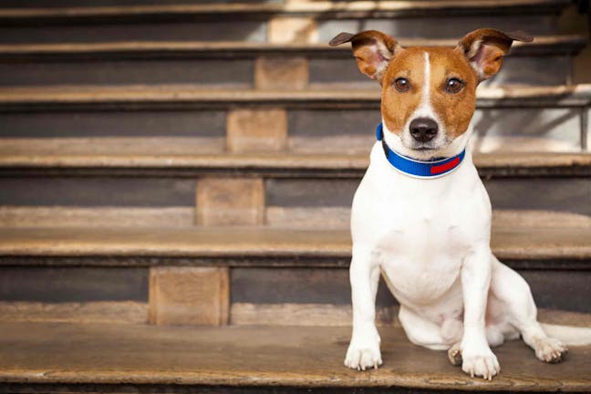 How to Train Your Dog to Go Down Stairs