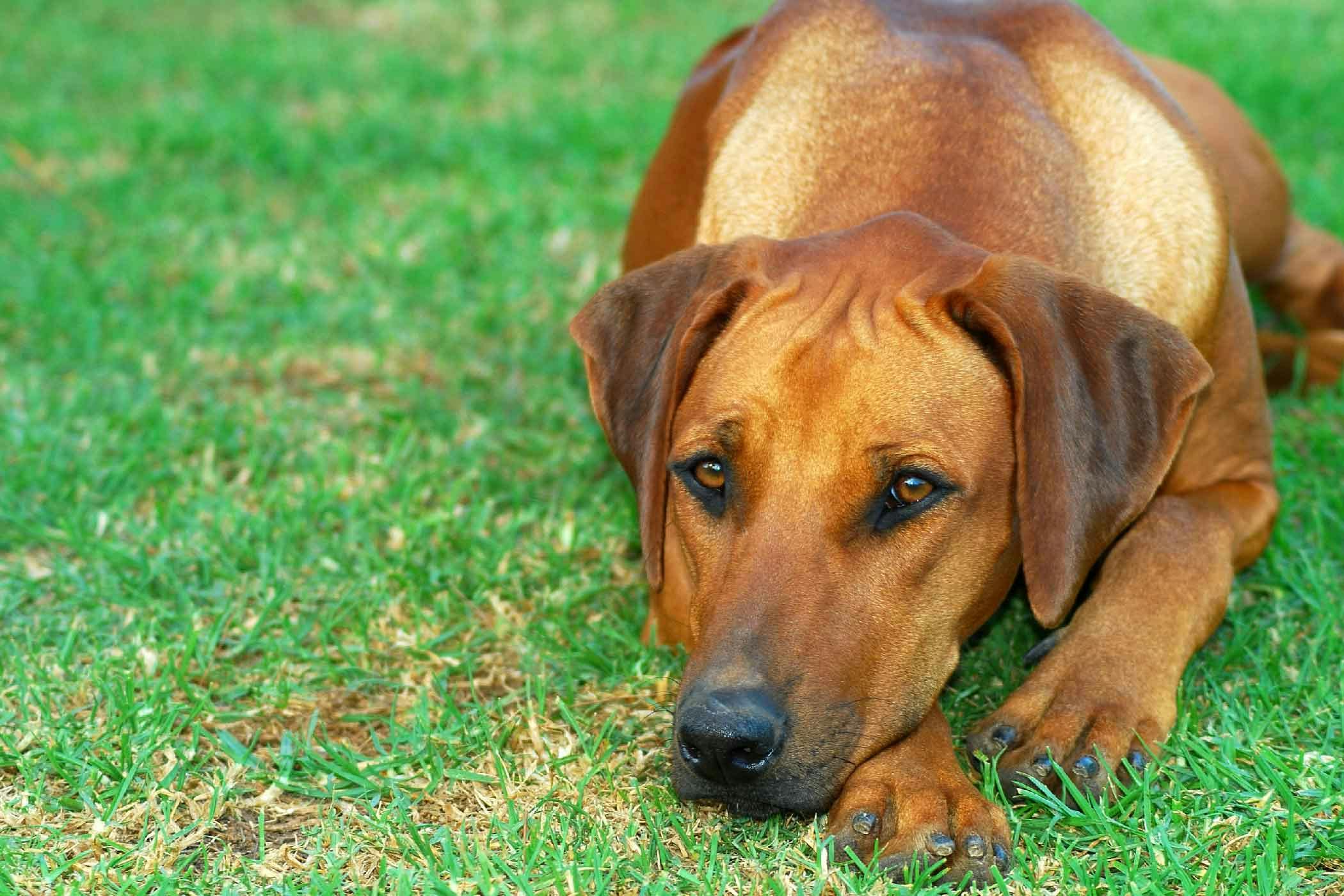 Dog Laying Down All Day