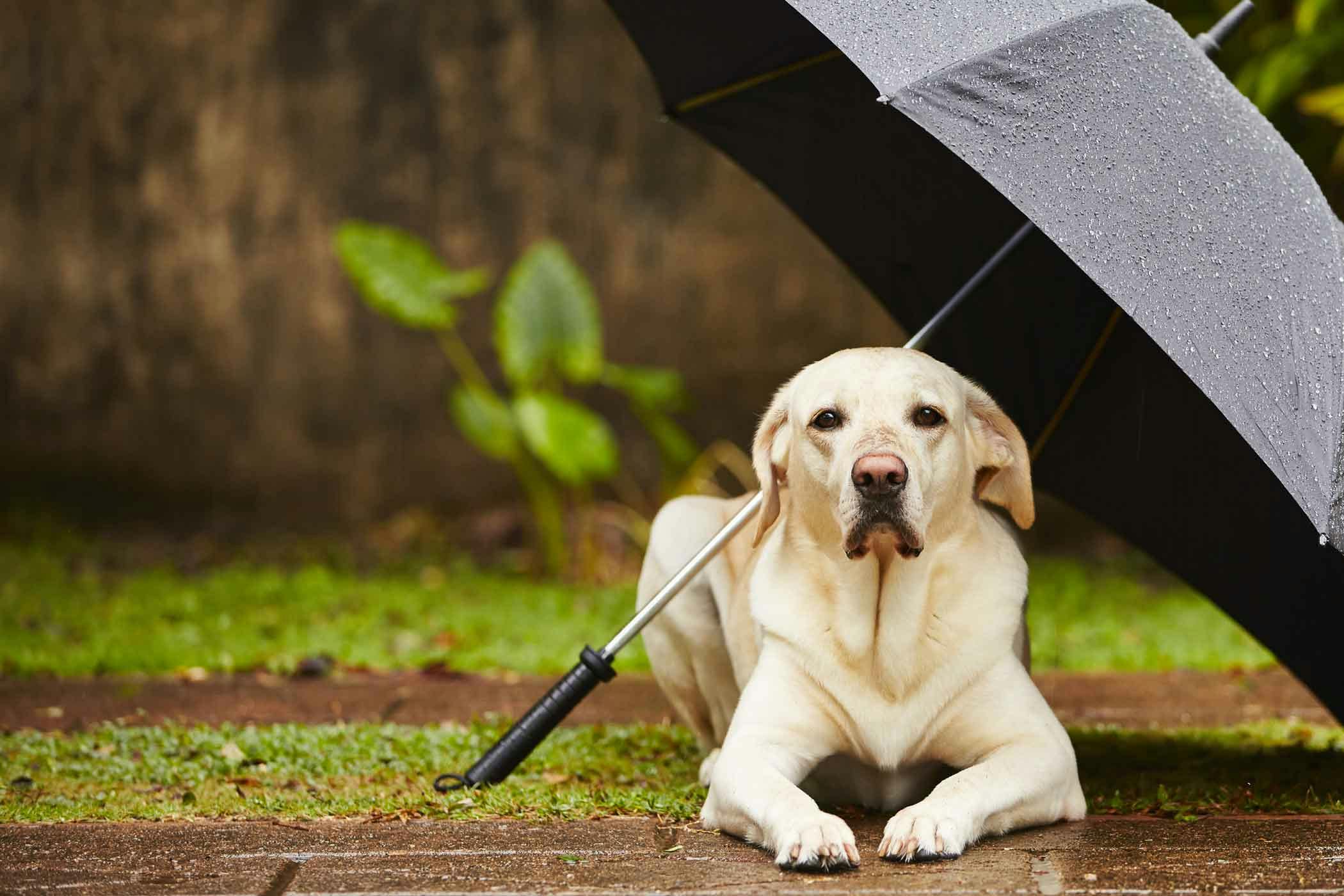 how to get your dog to go out in the rain