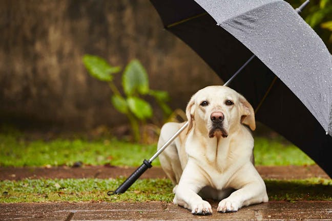 How to Train Your Dog to Go Out in the Rain