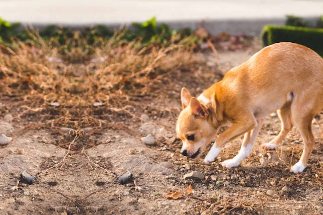 How to Train Your Chihuahua Dog to Go Potty How to Train Your Chihuahua Dog to Go Potty