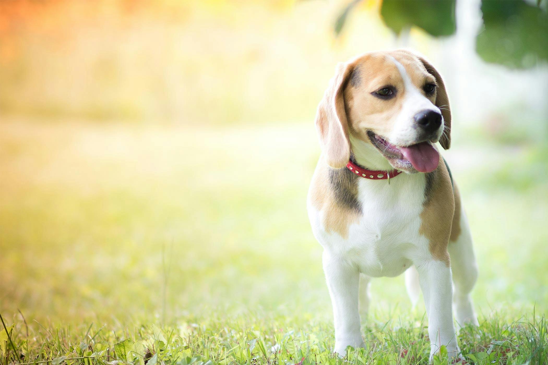 How to Train Your Beagle Dog to Go Potty Outside