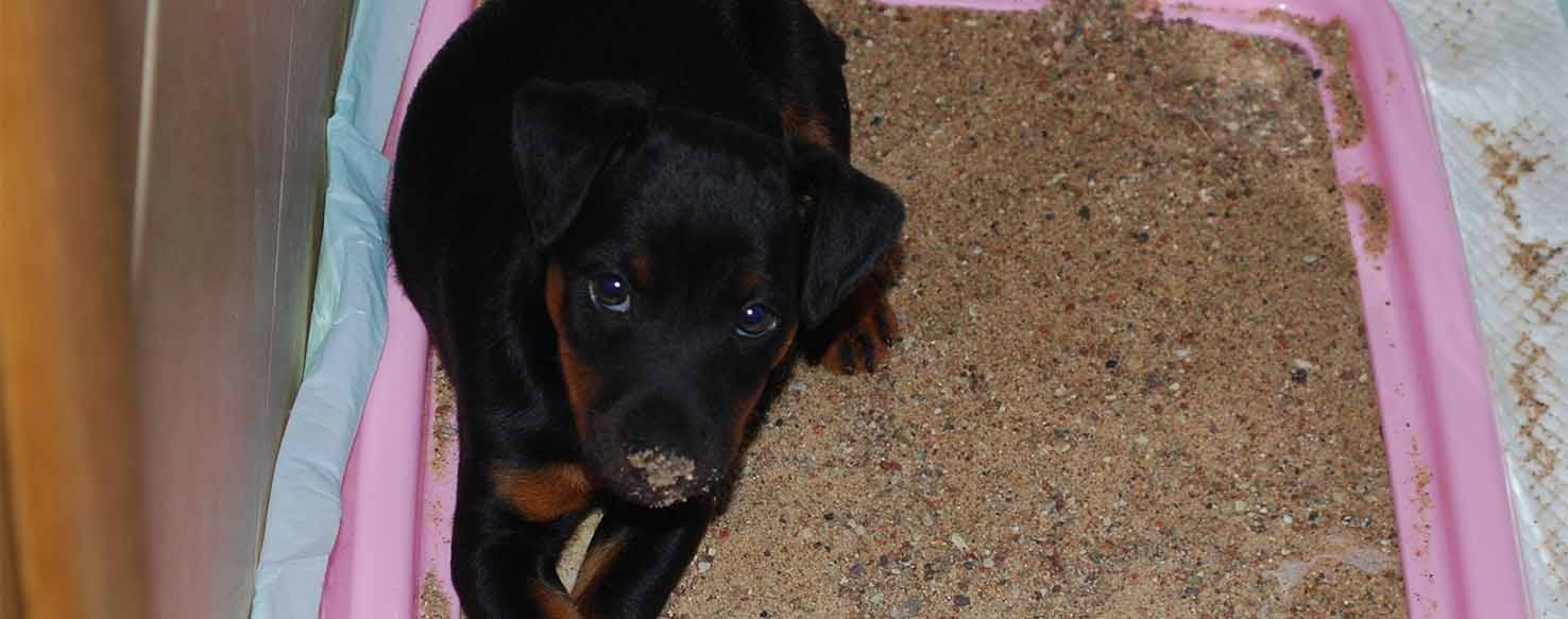 Crate Training method for How to Train Your Dog to Go Potty