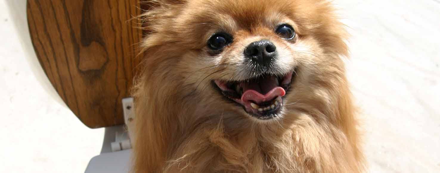 Potty Pad or Paper method for How to Train Your Dog to Go Potty