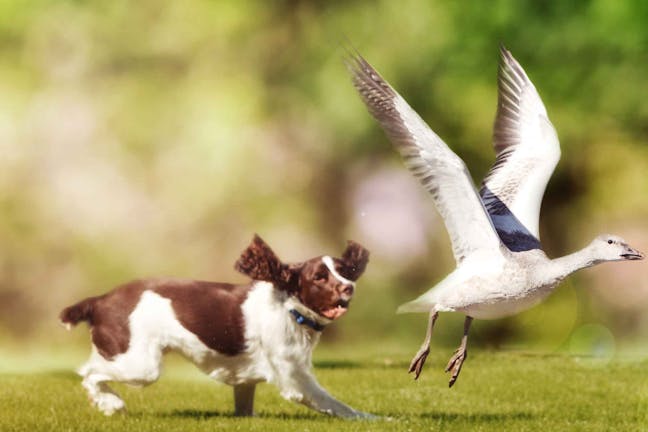 How to Train Your Dog to Goose Hunt