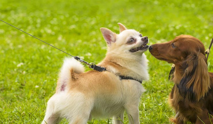 How to Train Your Small Dog to Greet Other Dogs