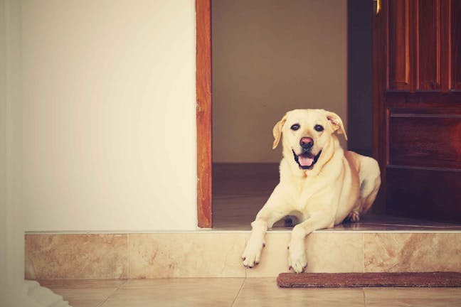 How to Train Your Dog to Greet Visitors Calmly