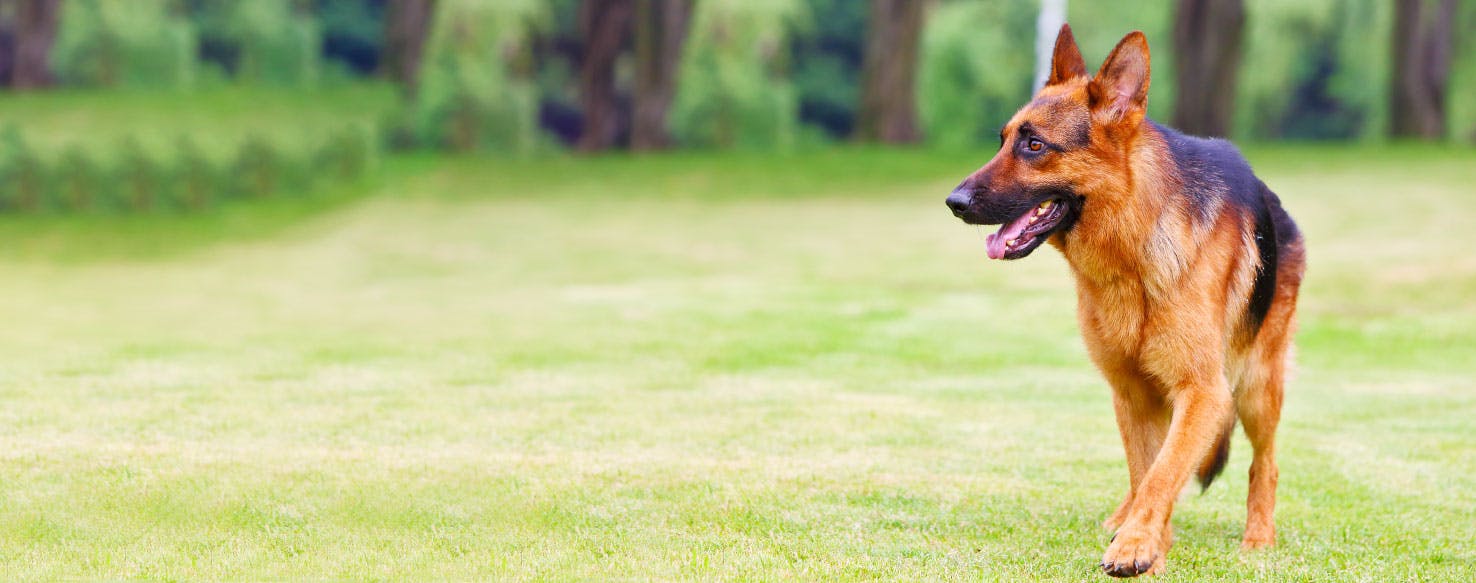 How to Train Your German Shepherd Dog to Growl | Wag!
