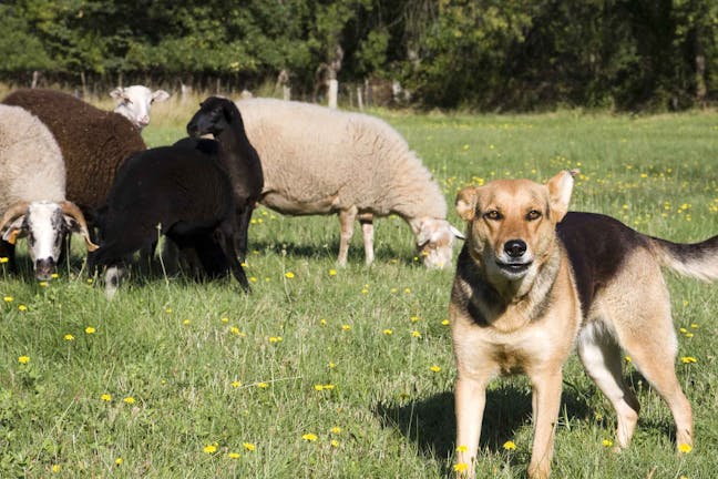 How to Train Your Dog to Guard Sheep