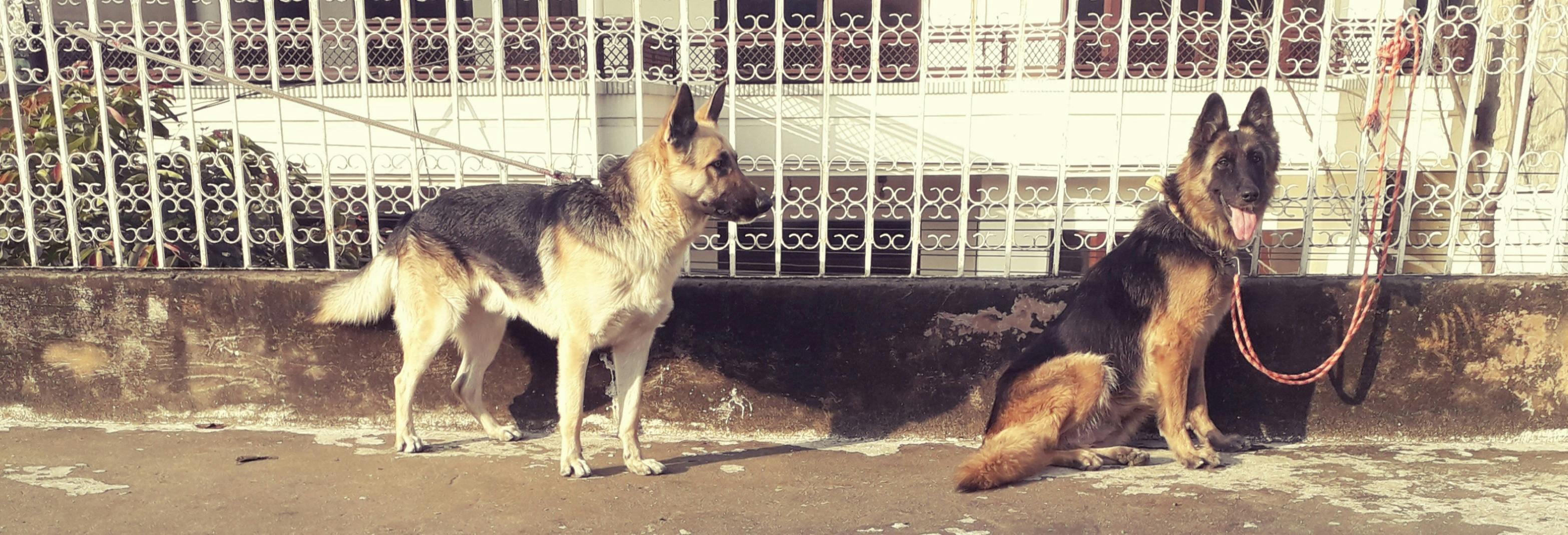 How To Train A Dog To Guard The House