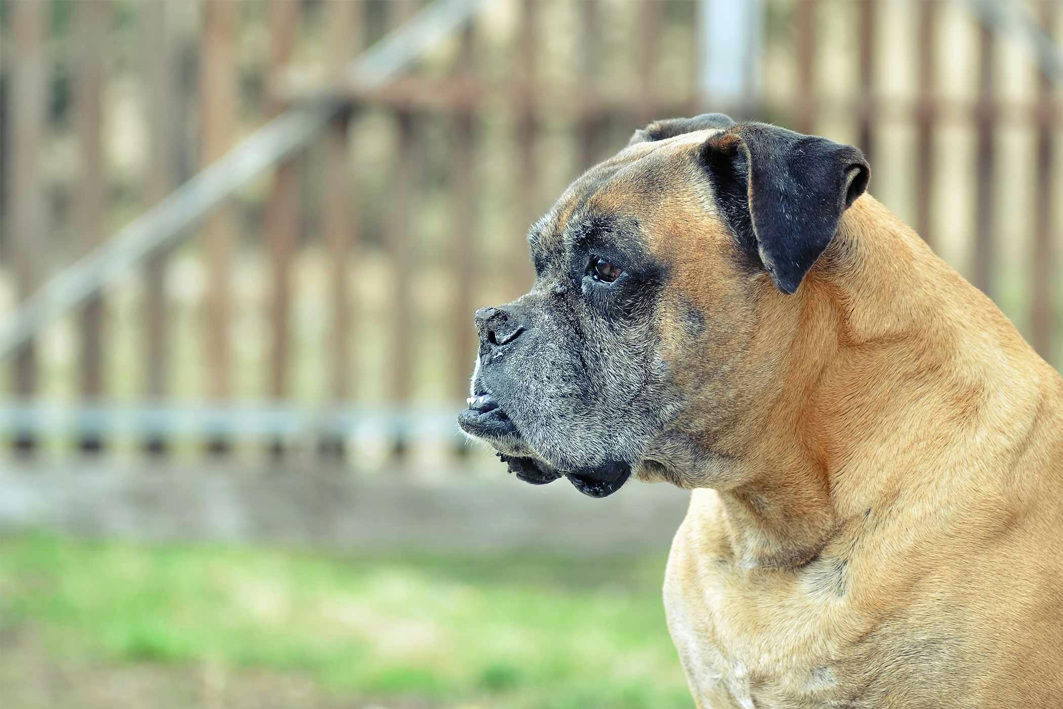 guard dog boxer