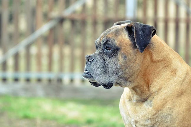 How to Train Your Boxer Dog to Guard