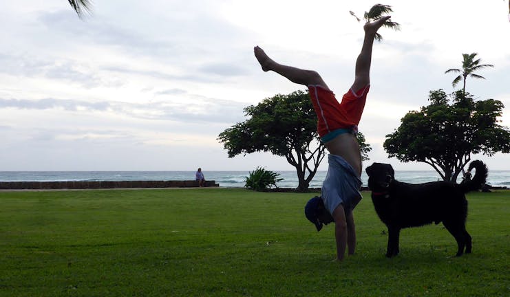 How to Train Your Small Dog to Handstand