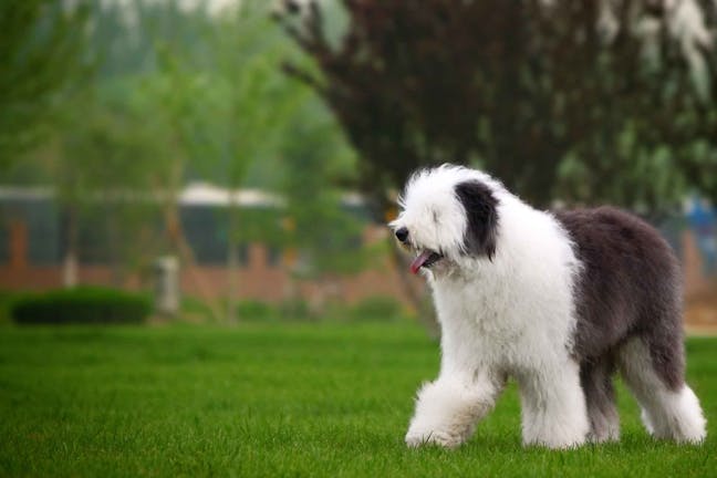 How to Train Your Big Dog to Heel How to Train Your Big Dog to Heel