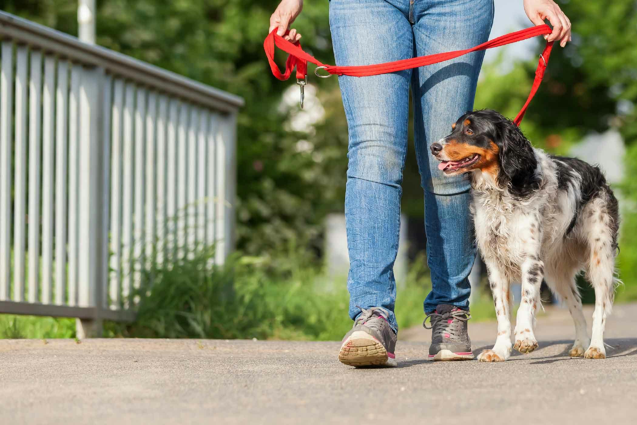 best way to leash train an older dog