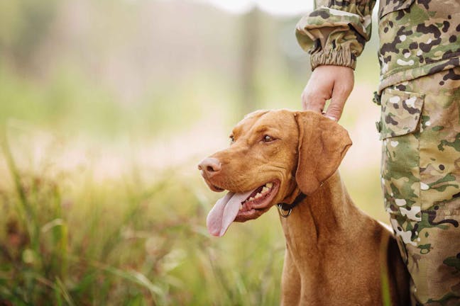 How to Train Your Bird Dog to Heel