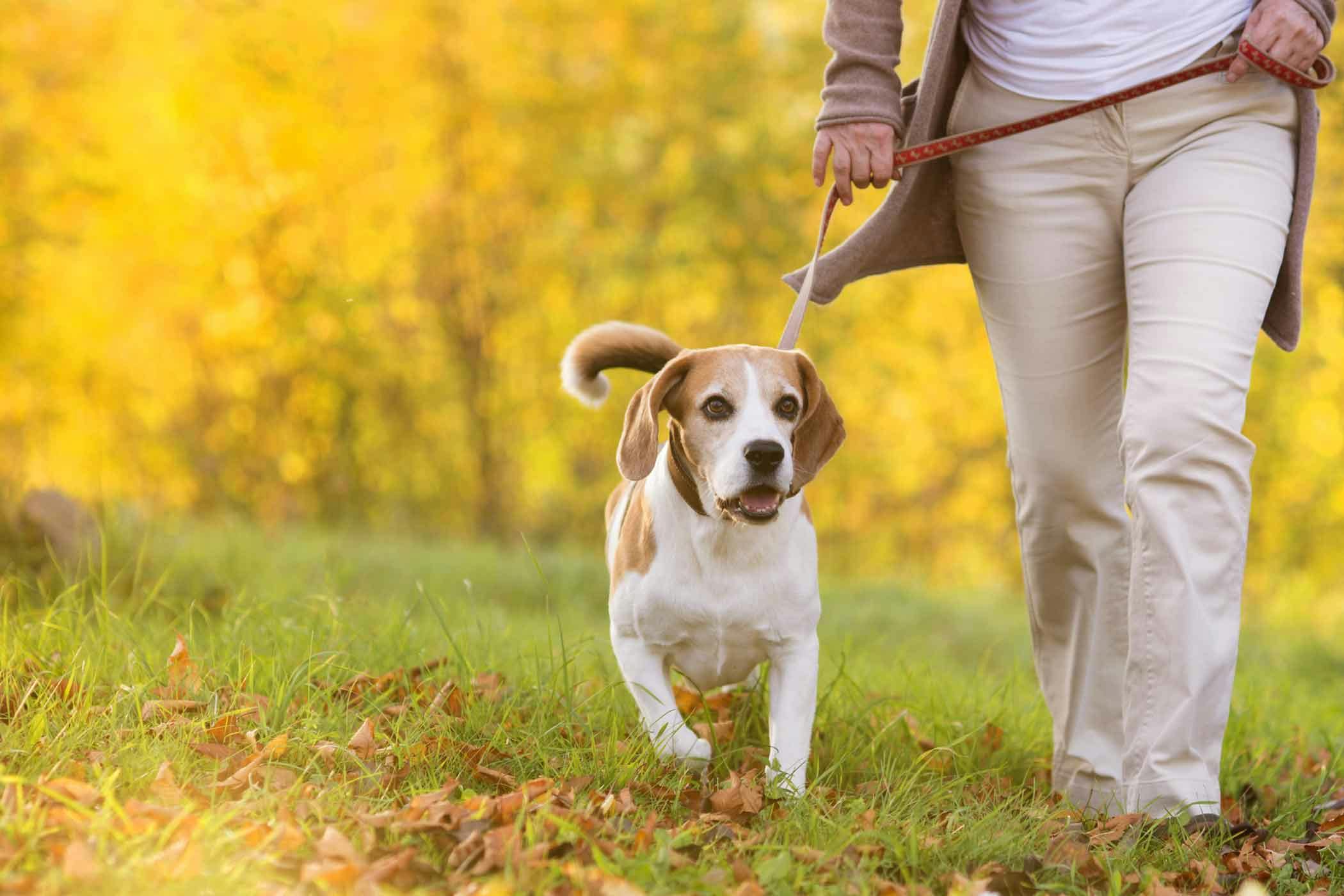 how do you teach a dog to heel with a clicker