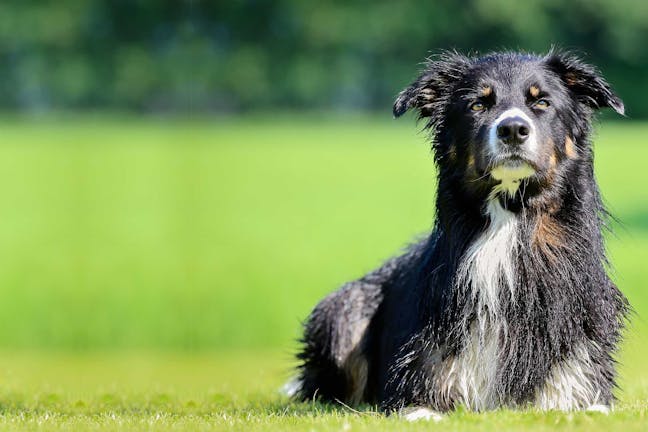 How to Train Your Border Collie Dog to Heel
