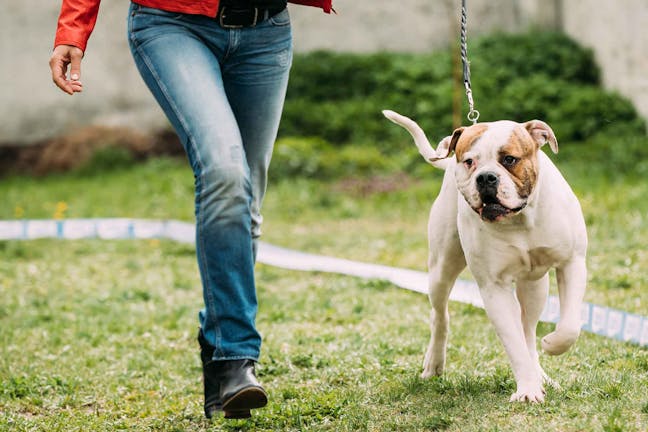 How to Train Your Dog to Heel Backward