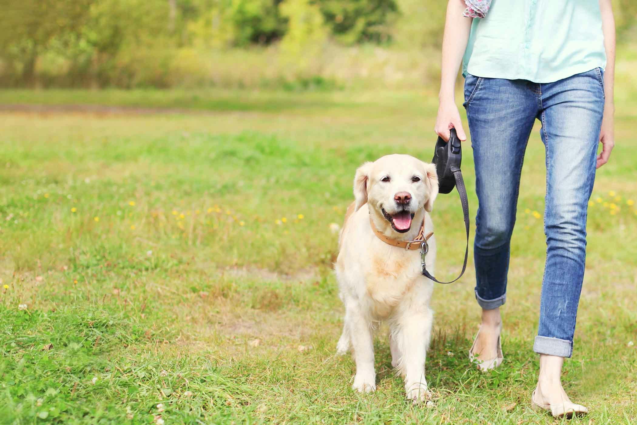 training a dog to heel while walking