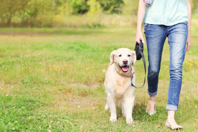 How to Train Your Dog to Heel While Walking