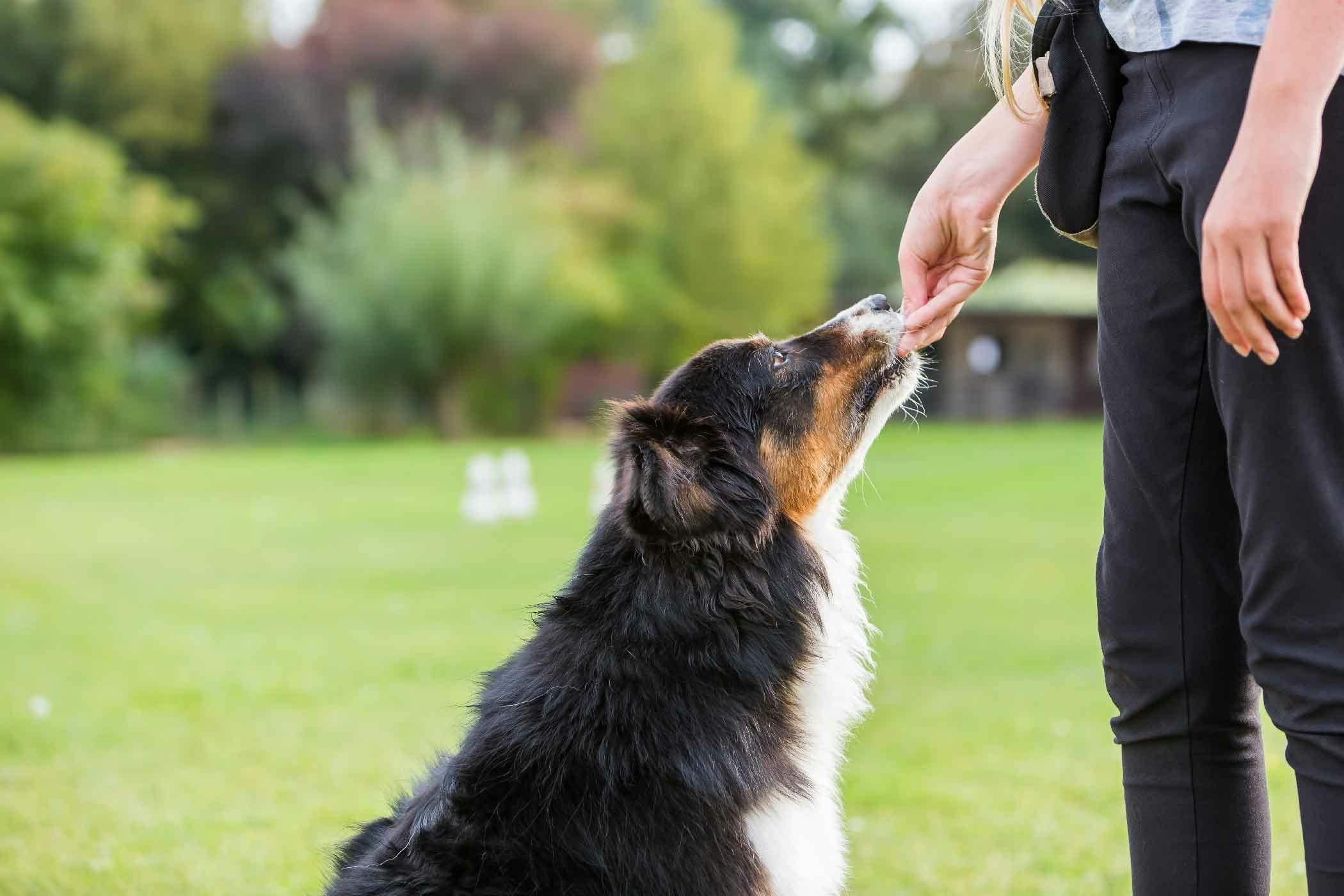 How to Train Your Dog to Heel With Treats