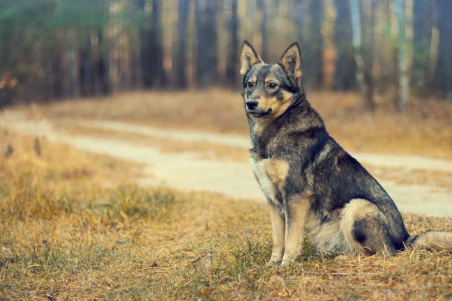 How to Train Your Dog to Heel Without a Leash